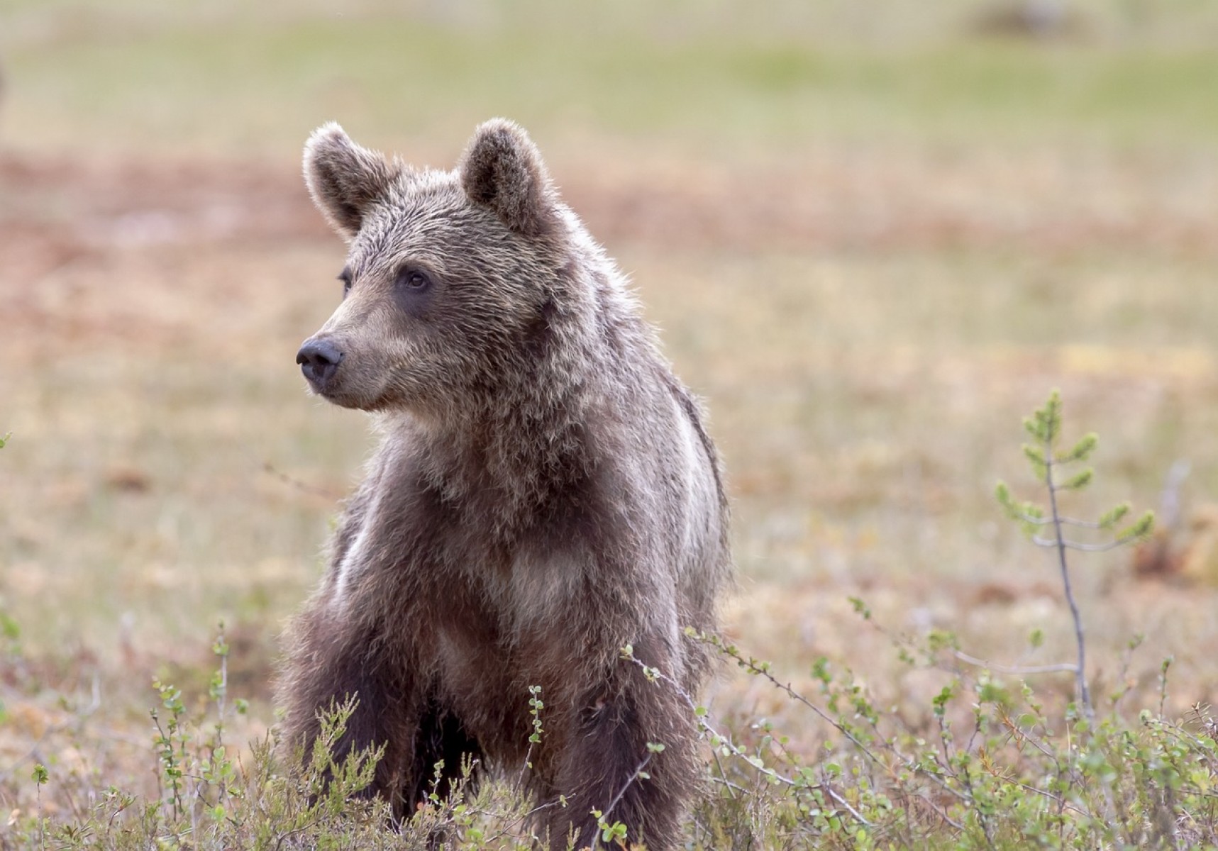 Emberre támadt a medve Szovátán