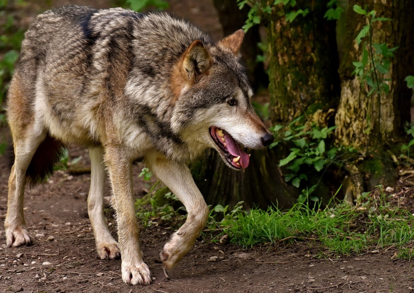 Nem, nem hungarikum a farkaskilövés – bebizonyítom