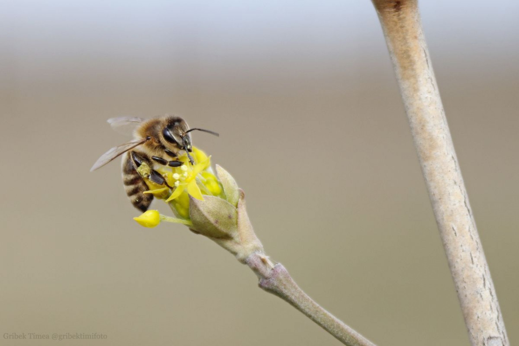 Hogyan befolyásolják az erdei ökoszisztémák a méhek életét?