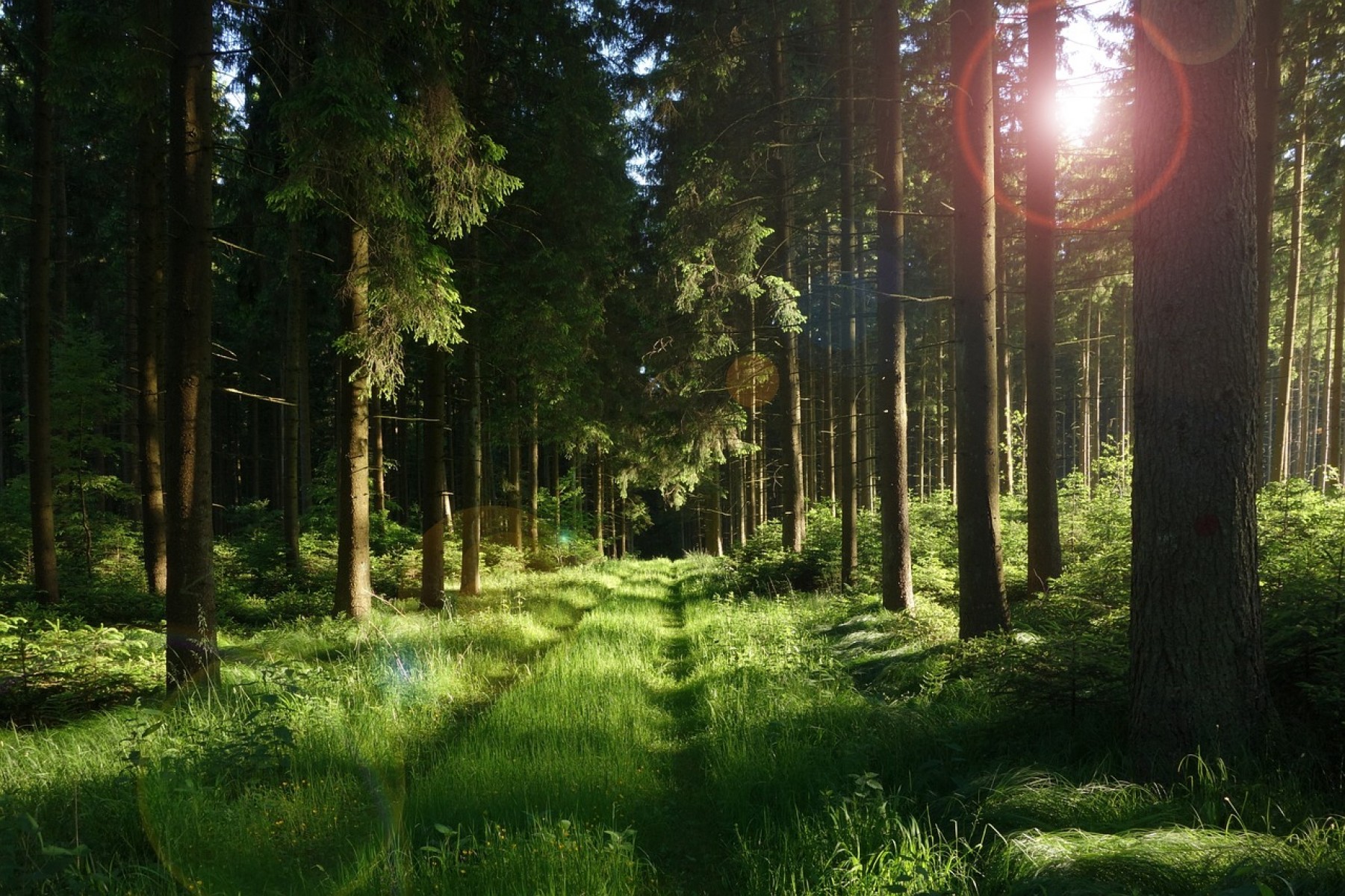 Kiadvány részletezi a KAP erdészeti támogatási lehetőségeket