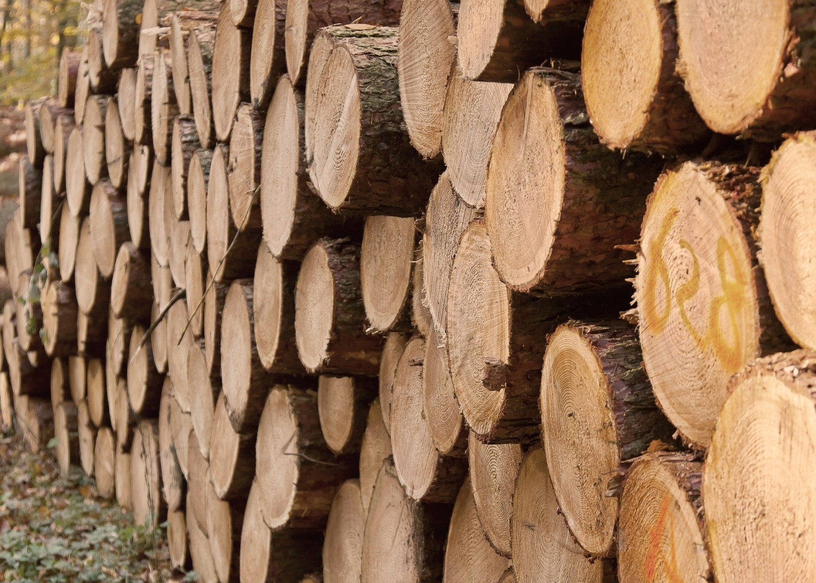 10 cég, több mint 11 milliós bírság – Lecsaptak a Nébih faanyagellenőrei