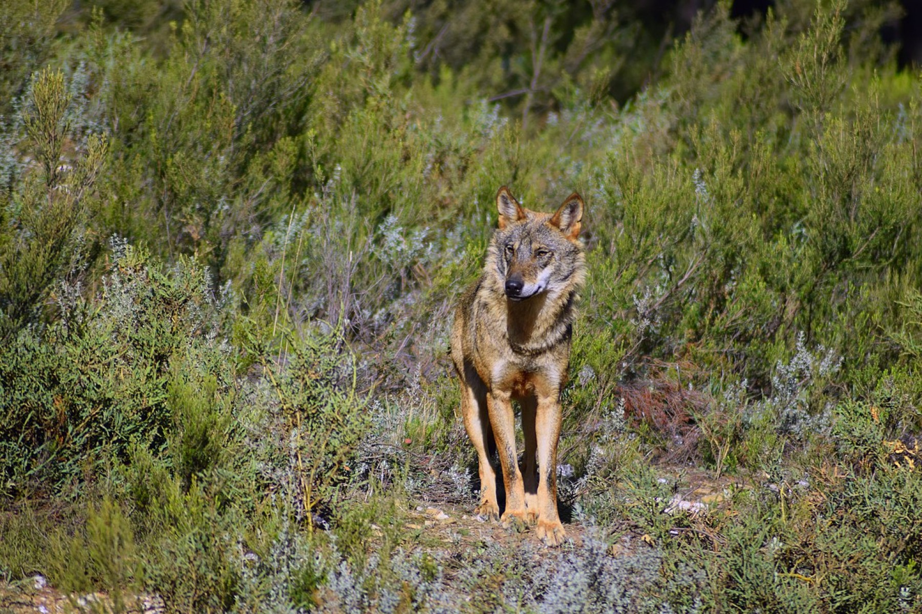 Kihaltnak nyilvánították az ibériai farkast Andalúziában