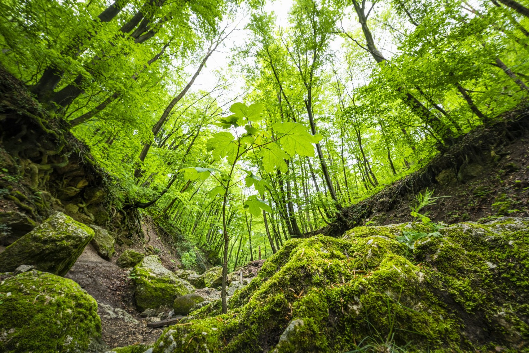 Idén mintegy 145 hektáron végzett erdősítést a Pilisi Parkerdő