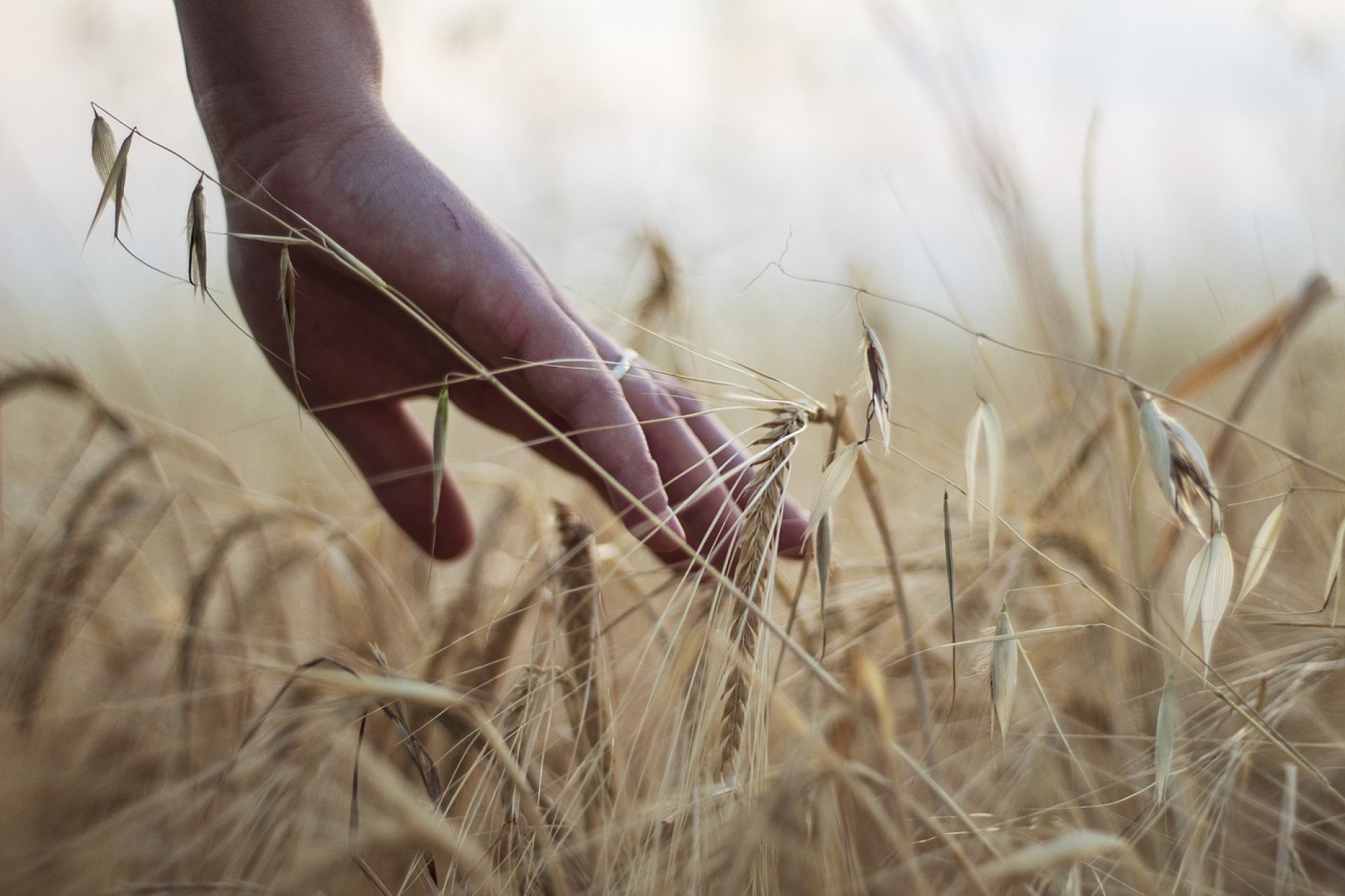 Népszerűbb a diákok körében az agrárszakma