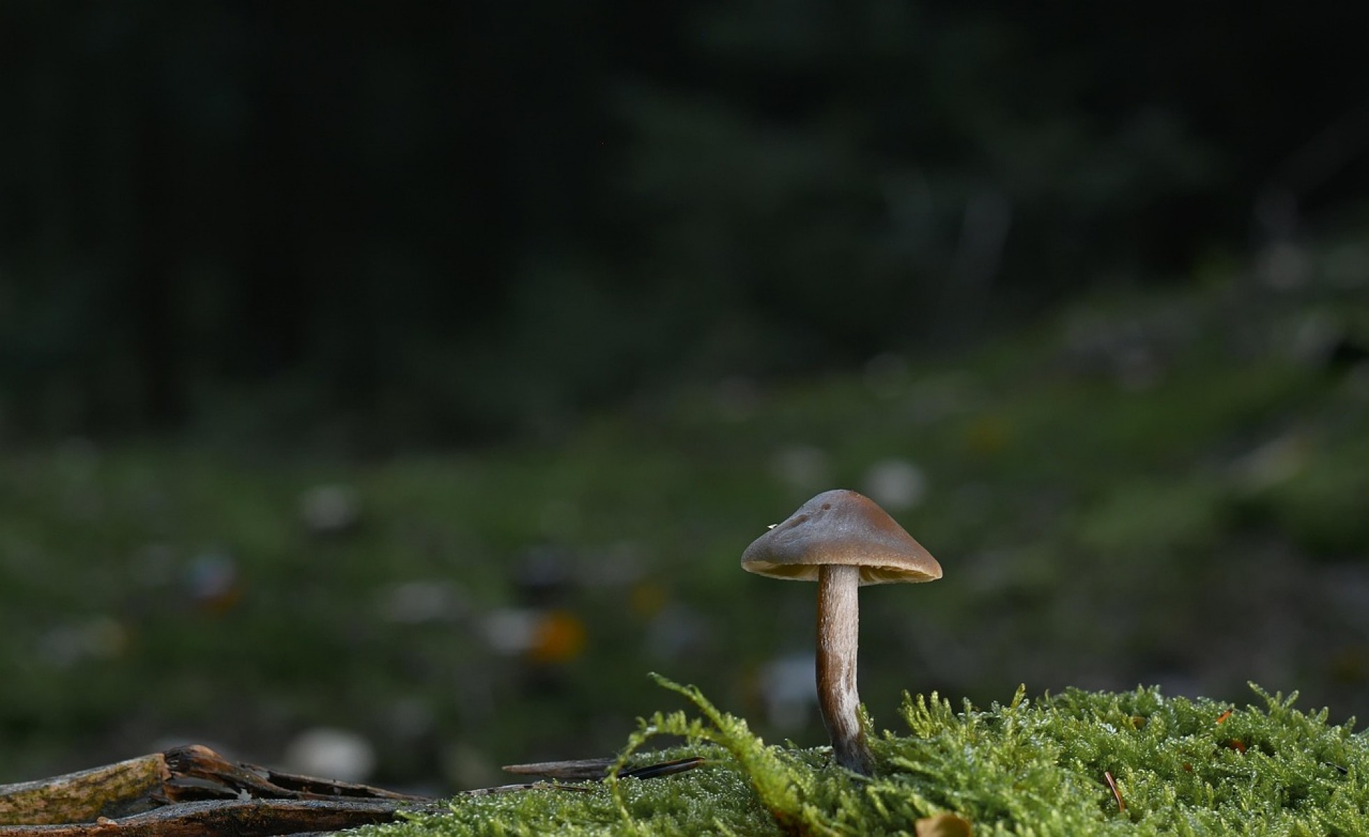 Invazív fajok visszaszorításával is tesznek a nográdi tájegység erdős sztyeppjeiért