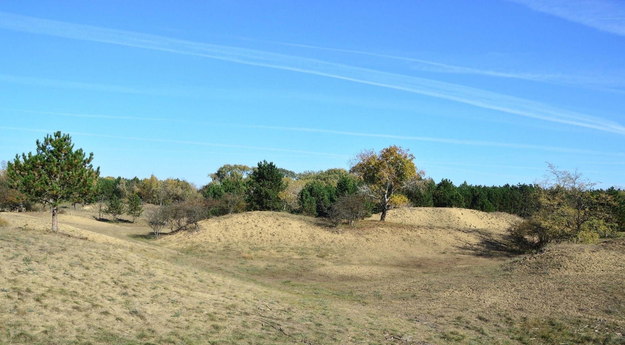 KEFAG: a homoki erdő jövője a szakemberek összefogásán is múlik