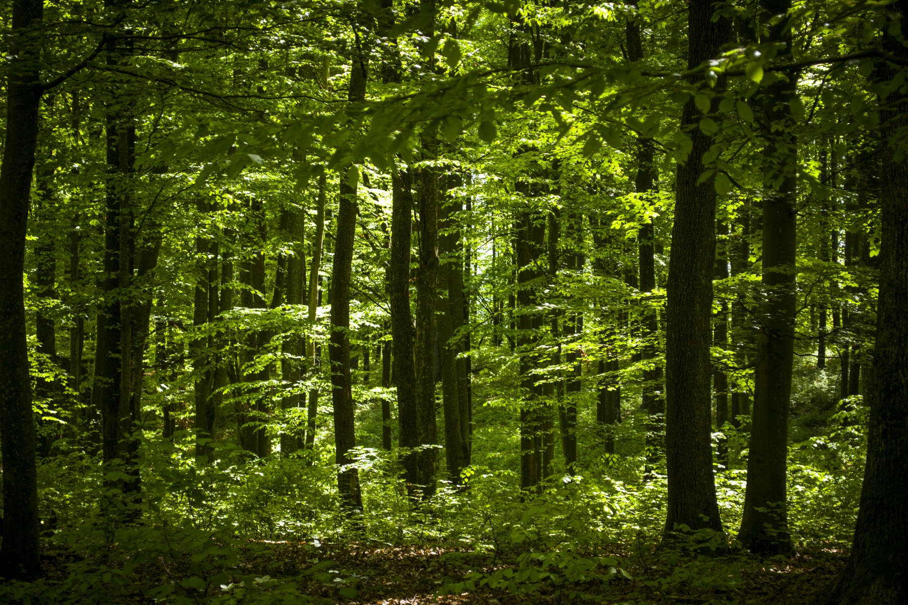 Zala vármegye erdői a fenntartható jövőt szolgálják