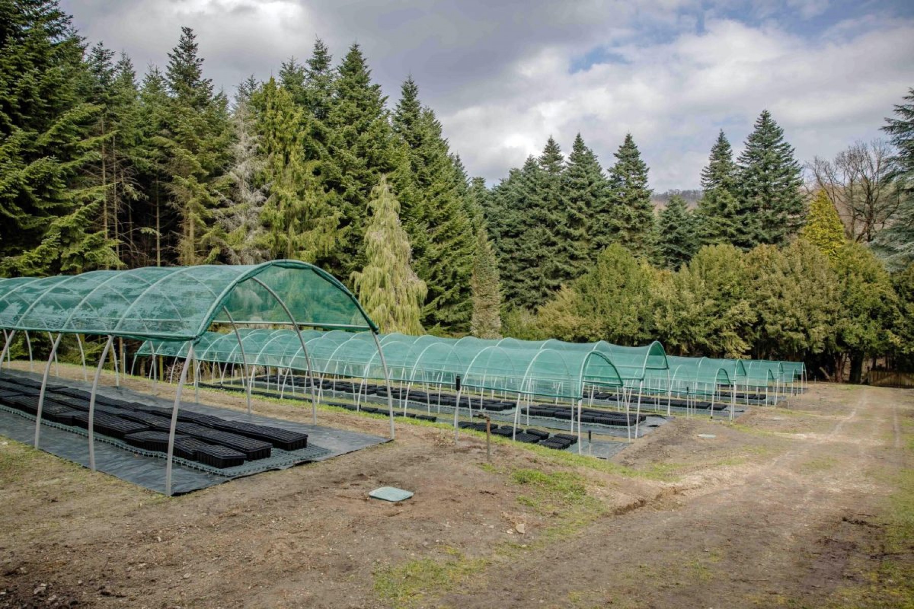 Klímarezisztens csemeték: nemzetközi összefogás a jövő erdészeti szaporítóanyagaiért