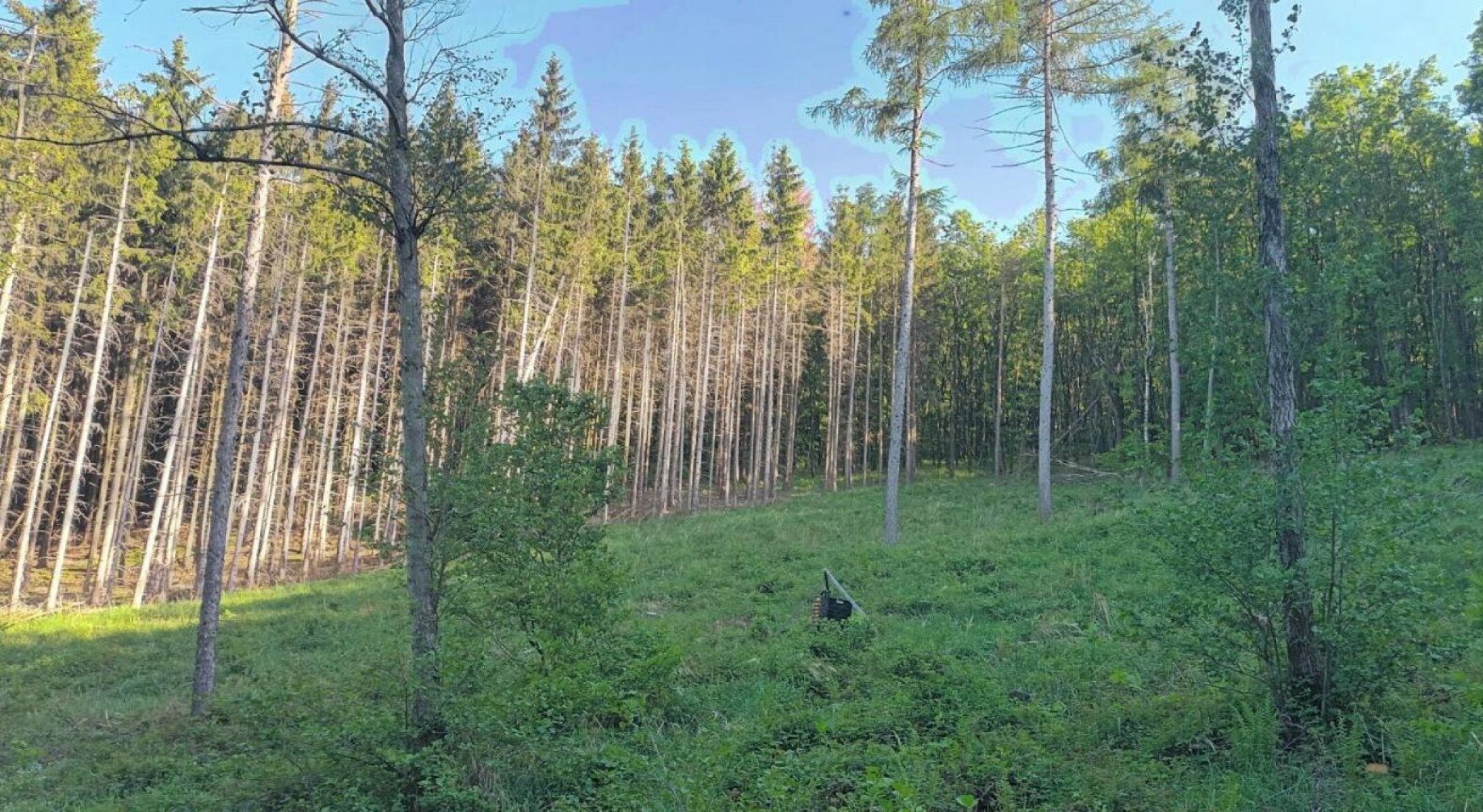 Szúcsapdákkal a károsítók ellen a Soproni-hegységben