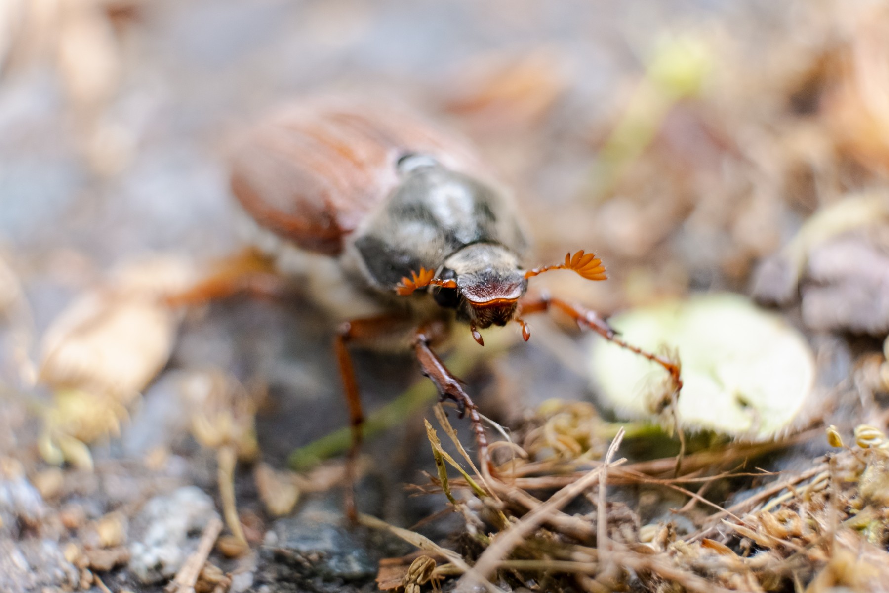 Újabb KAP kiadványok jelentek meg erdőgazdálkodóknak, erdőtulajdonosoknak