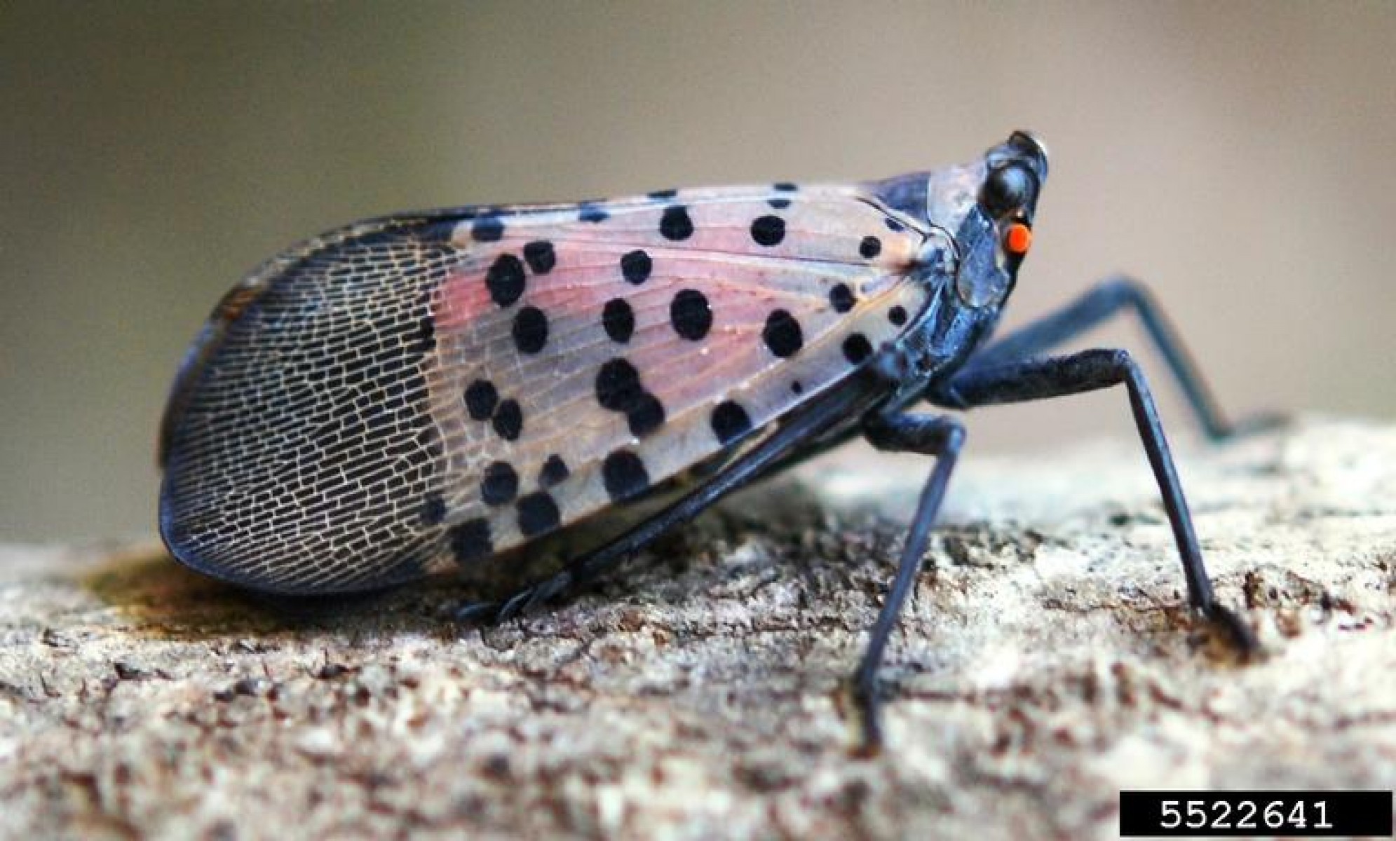 Újabb inváziós kártevő fenyegeti a hazai erdőket