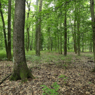 A természetközeli erdőgazdálkodásról is szó lesz a Pro Silva Hungaria Nagyrendezvényén