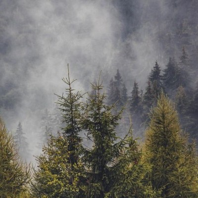 Romániában az erdőállomány éves növekedésének csak a 33 százalékát termelik ki