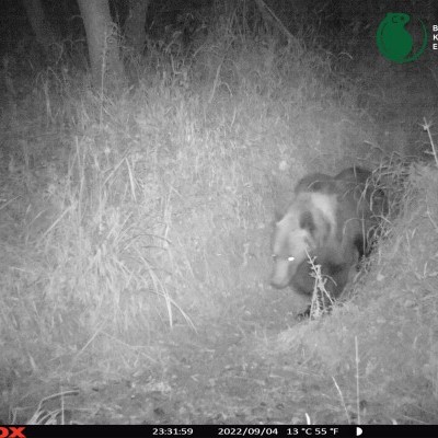 Barna medvét rögzített egy vadkamera a Bükkben (+KÉP)