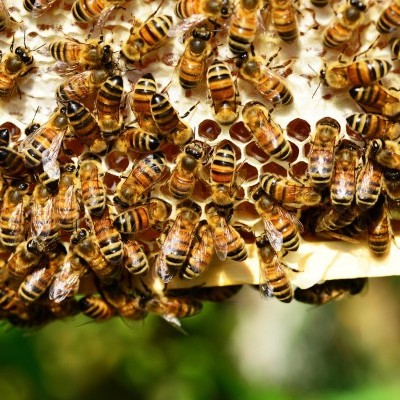 Feleannyi mézet termeltek a méhészek a Tiszántúlon