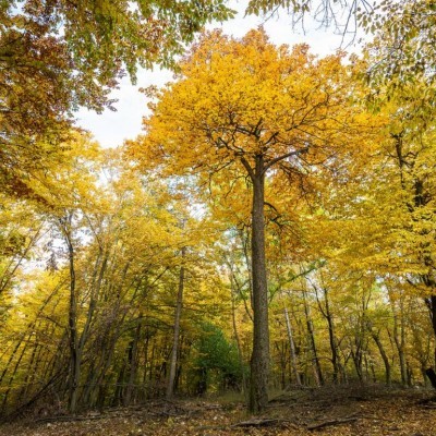Idén több száz hektáron végzett erdőmegújítást a Pilisi Parkerdő