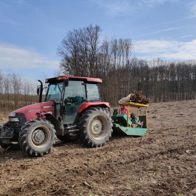 Tavasszal több mint 1,3 millió kis fát ültetnek Vas vármegye állami erdeibe