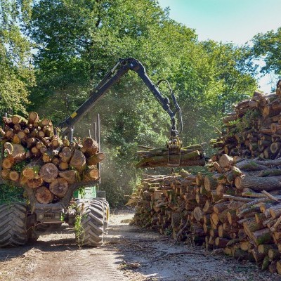 Zambó Péter: háromszor nagyobb a keret a magyar erdőgazdálkodás fejlesztésére
