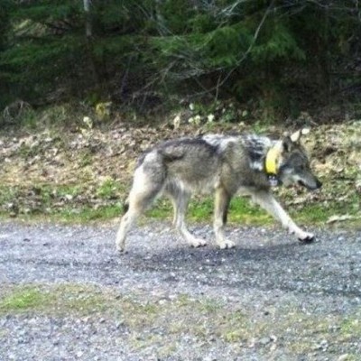 A Vadászkamara határozottan elítéli a jeladós farkas lelövését
