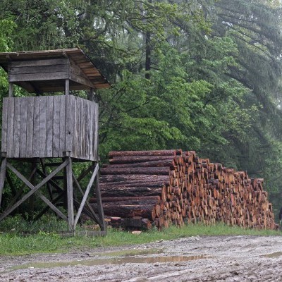 Végezhet-e jogszerűen fakitermelést a támogatást igénylő erdőgazdálkodó március 1. és augusztus 31. között?