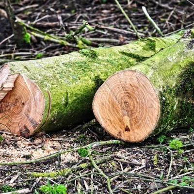 Még mindig BAZ és Pest vármegye áll az élen az illegális fakitermelésben