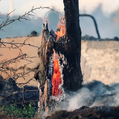 Megelőzés és összefogás - KAP támogatások az erdőtüzek kapcsán