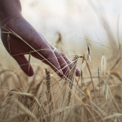 Népszerűbb a diákok körében az agrárszakma