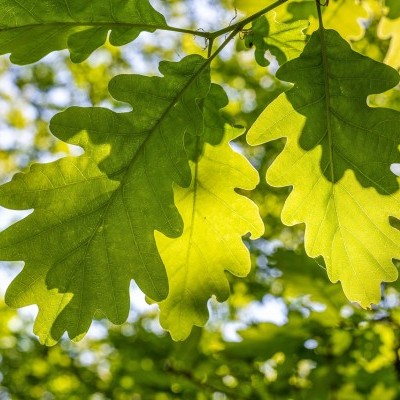 A tölgyerdők óriási természeti tőkét jelentenek - Óvjuk őket!