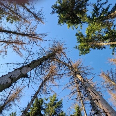 Ipoly Erdő: a legtöbb ültett fenyvesünk egészségügyi problémákkal küszködik