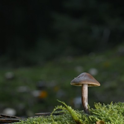 Invazív fajok visszaszorításával is tesznek a nográdi tájegység erdős sztyeppjeiért