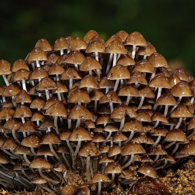 Erdőpedagógiai módszerekkel hozzák közelebb az erdőt a gyerekeknek