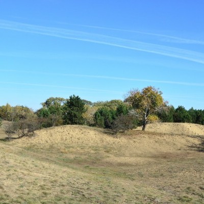 KEFAG: a homoki erdő jövője a szakemberek összefogásán is múlik