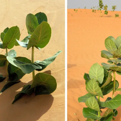 Erdővé változtatták a sivatag egy részét a kínai kutatók