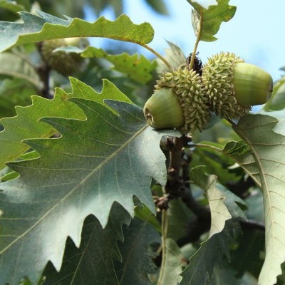 Szárazságtűrő tölgyfajokkal a klímaváltozás ellen?