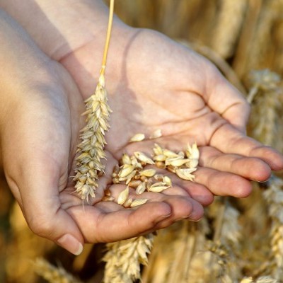 Szabadtéri géppark, tanösvények, üvegház - Letették az új magyar mezőgazdasági múzeum alapkövét