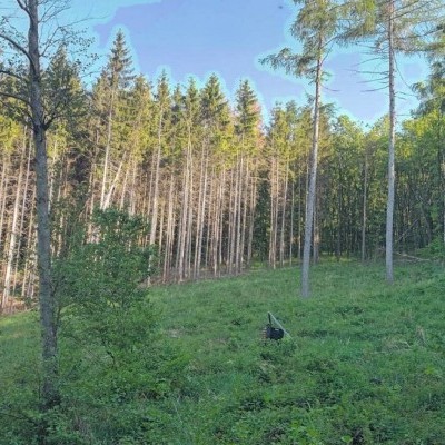 Szúcsapdákkal a károsítók ellen a Soproni-hegységben