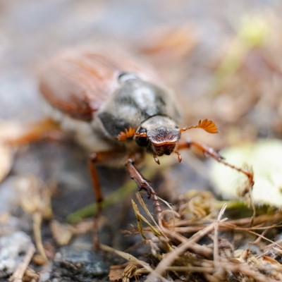 Újabb KAP kiadványok jelentek meg erdőgazdálkodóknak, erdőtulajdonosoknak