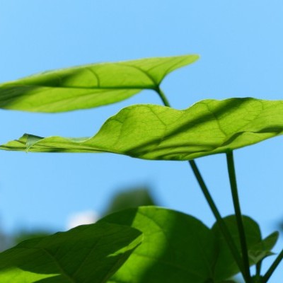 Elkezdődött a Településfásítási Program tavaszi ültetési időszaka